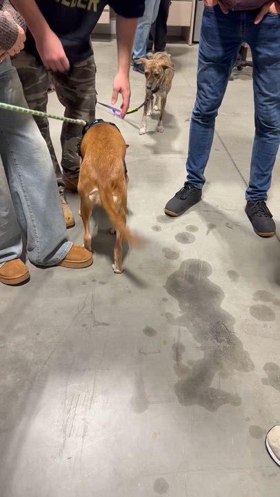 Enlarge Bambi, a Adoptable mixed breed in Middletown, CT video 6/6