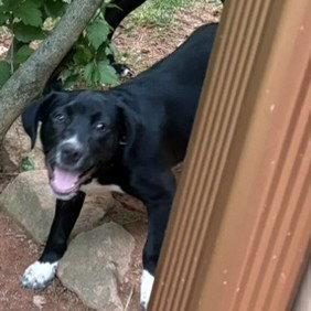 Duke, Adoptable, Puppy Male Labrador Retriever.