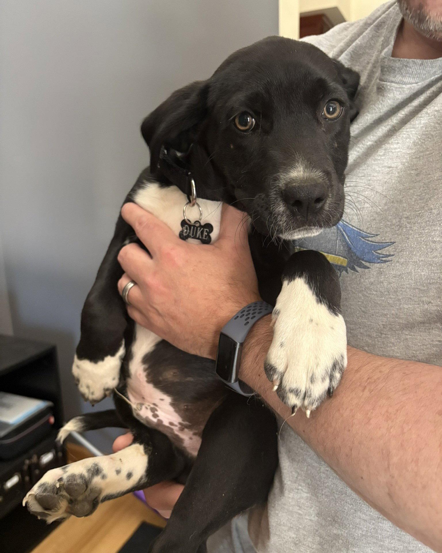 Enlarge Duke, a Adoptable Labrador Retriever in Blairsville, GA image 3/3