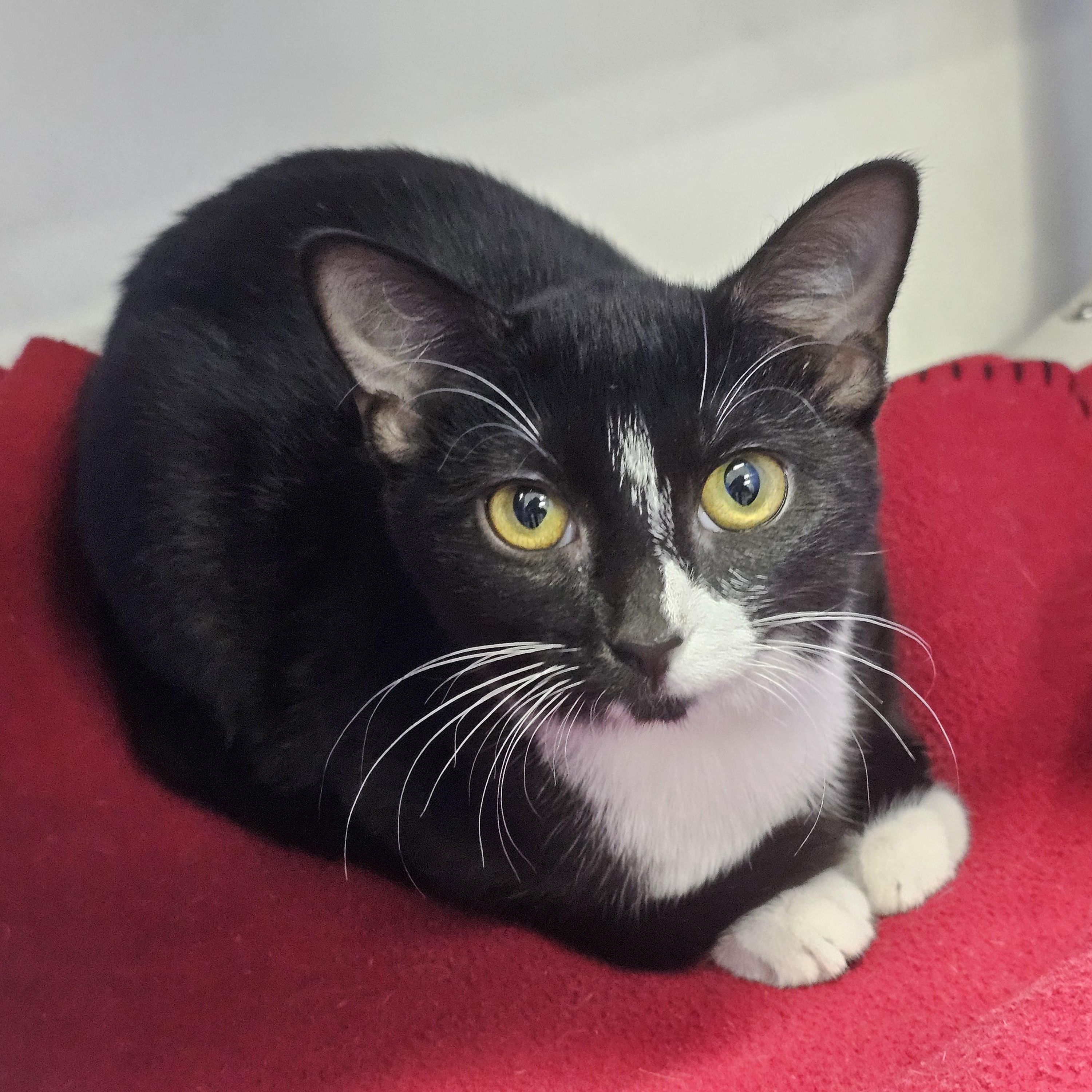 Razzberry, Adoptable, Young Female Domestic Short Hair.