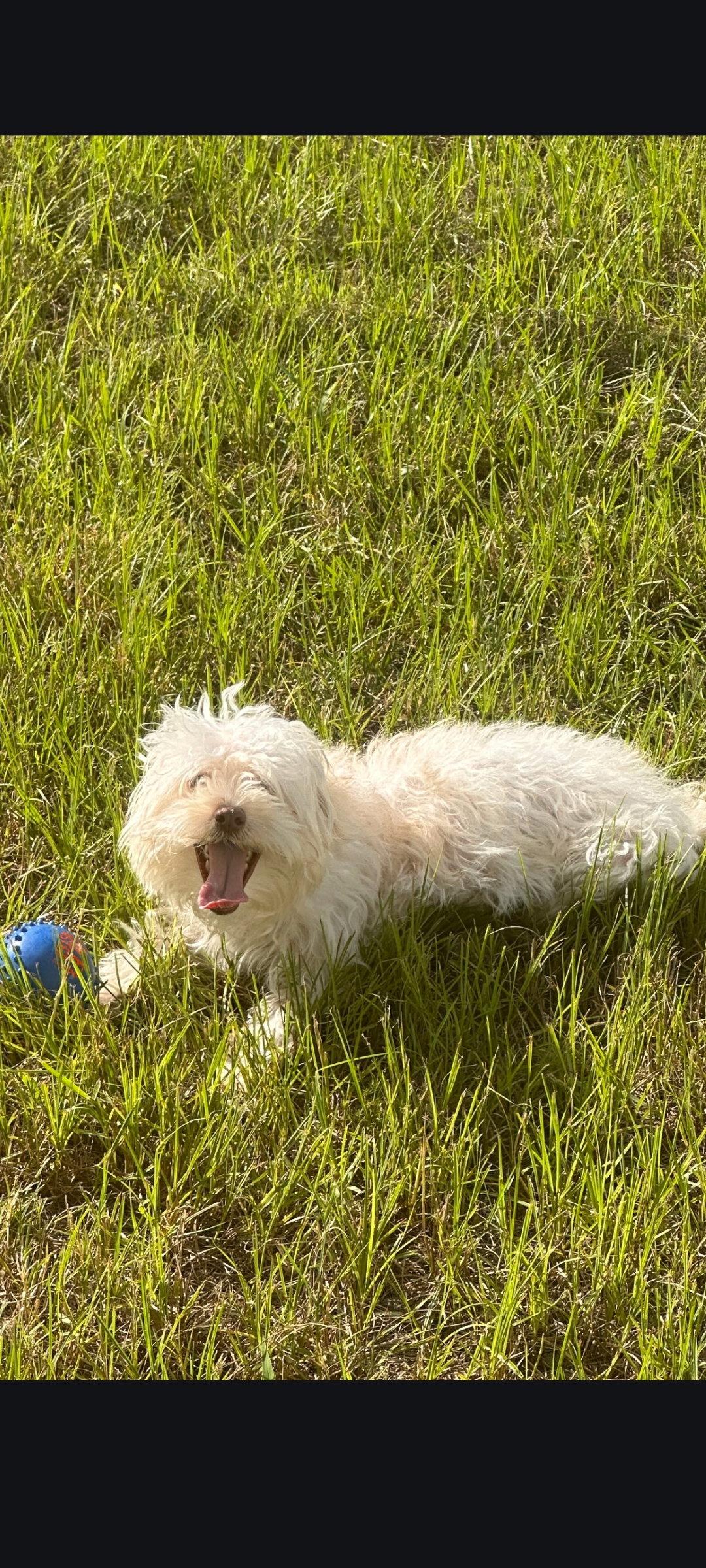 Quincy, Adopted, Adult Male Maltese.