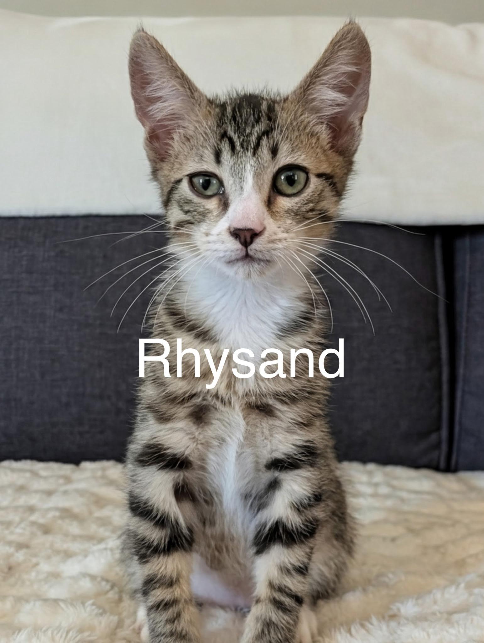 Rhysand, adopted, Kitten Male Domestic Short Hair.