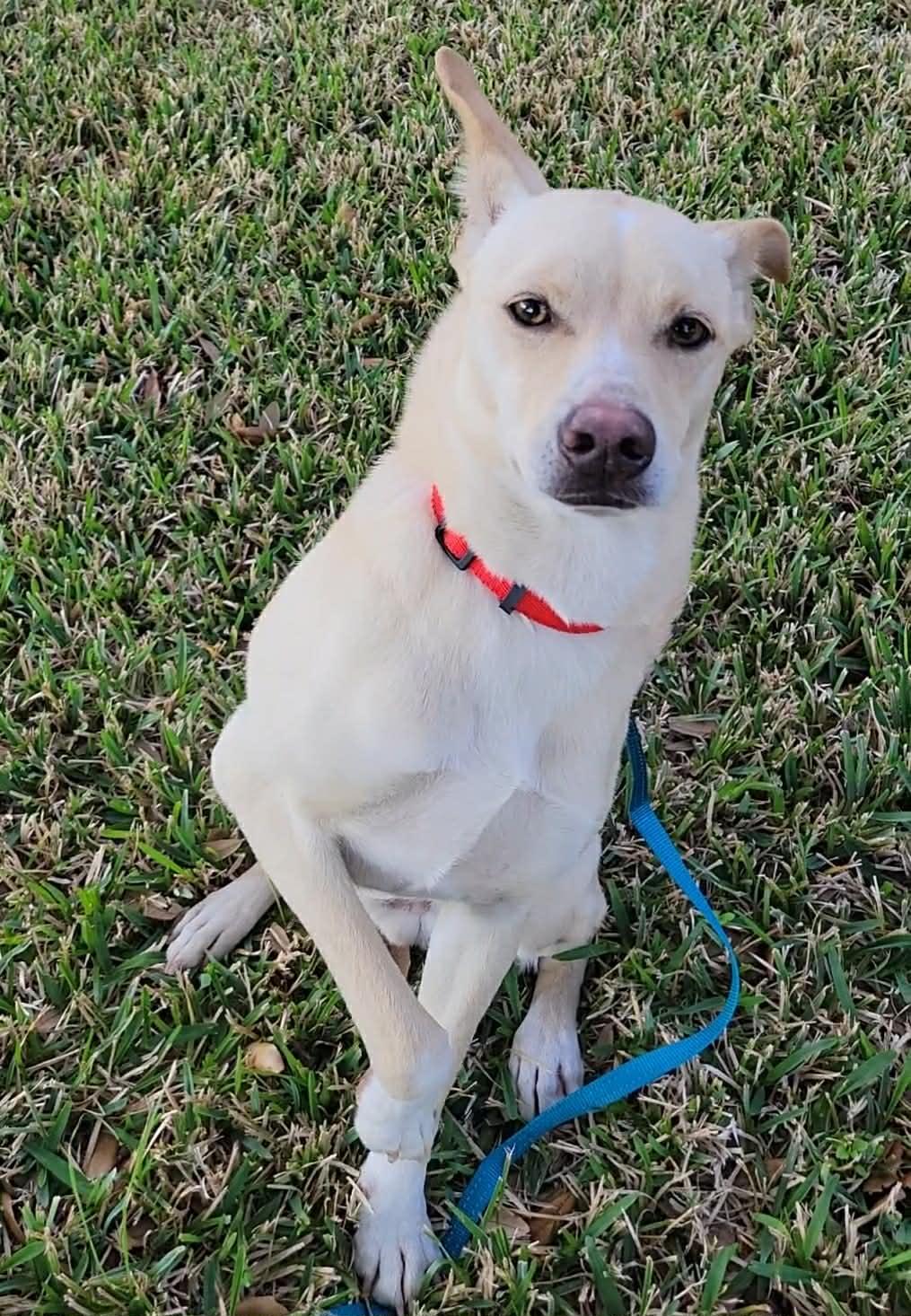 Kosler Lane, Adoptable, Young Male Shepherd.