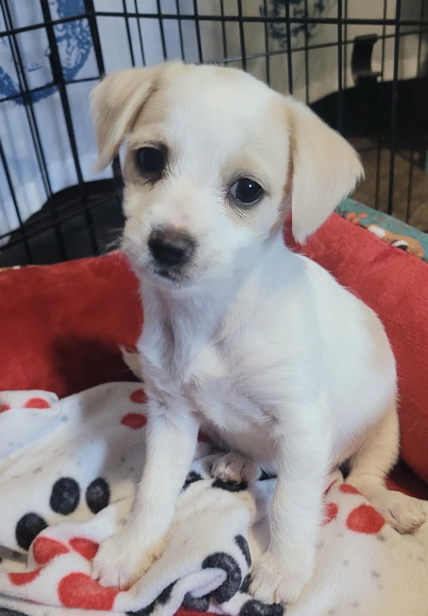 Sonnet, a ADOPTABLE mixed breed in Beavercreek, OR image 2/6