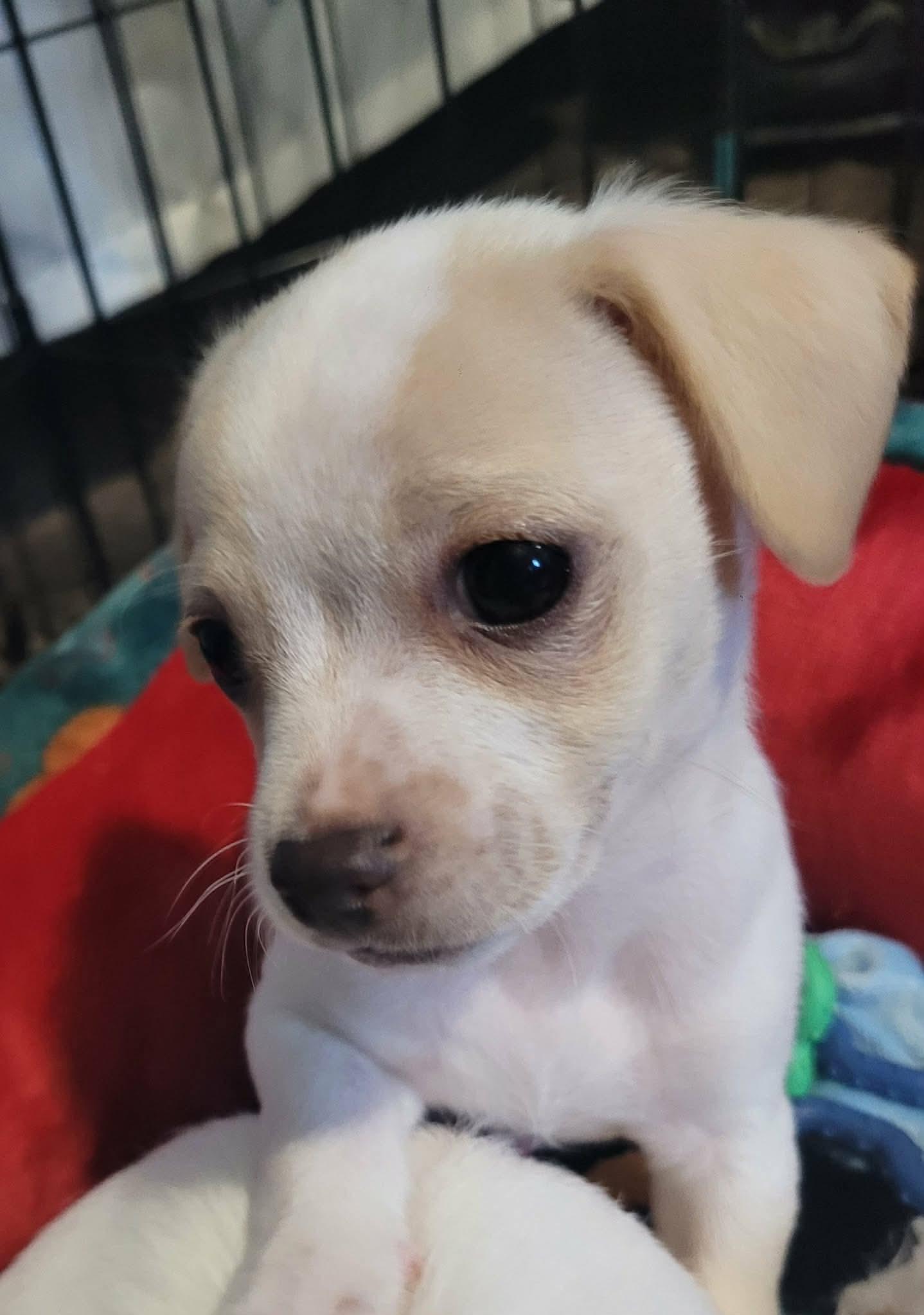 Sonnet, a ADOPTABLE mixed breed in Beavercreek, OR image 3/6