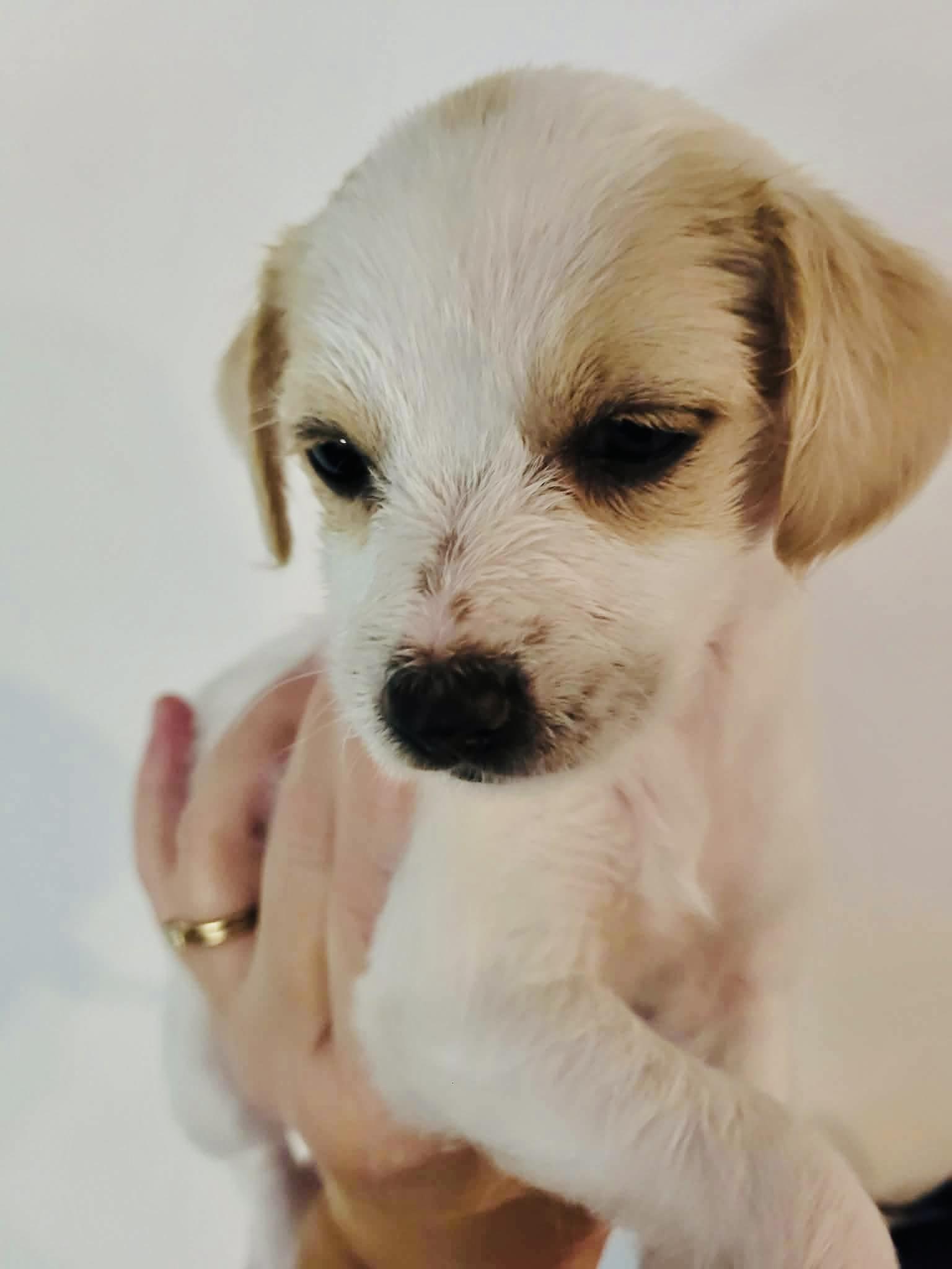 Sonnet, a ADOPTABLE mixed breed in Beavercreek, OR image 1/6