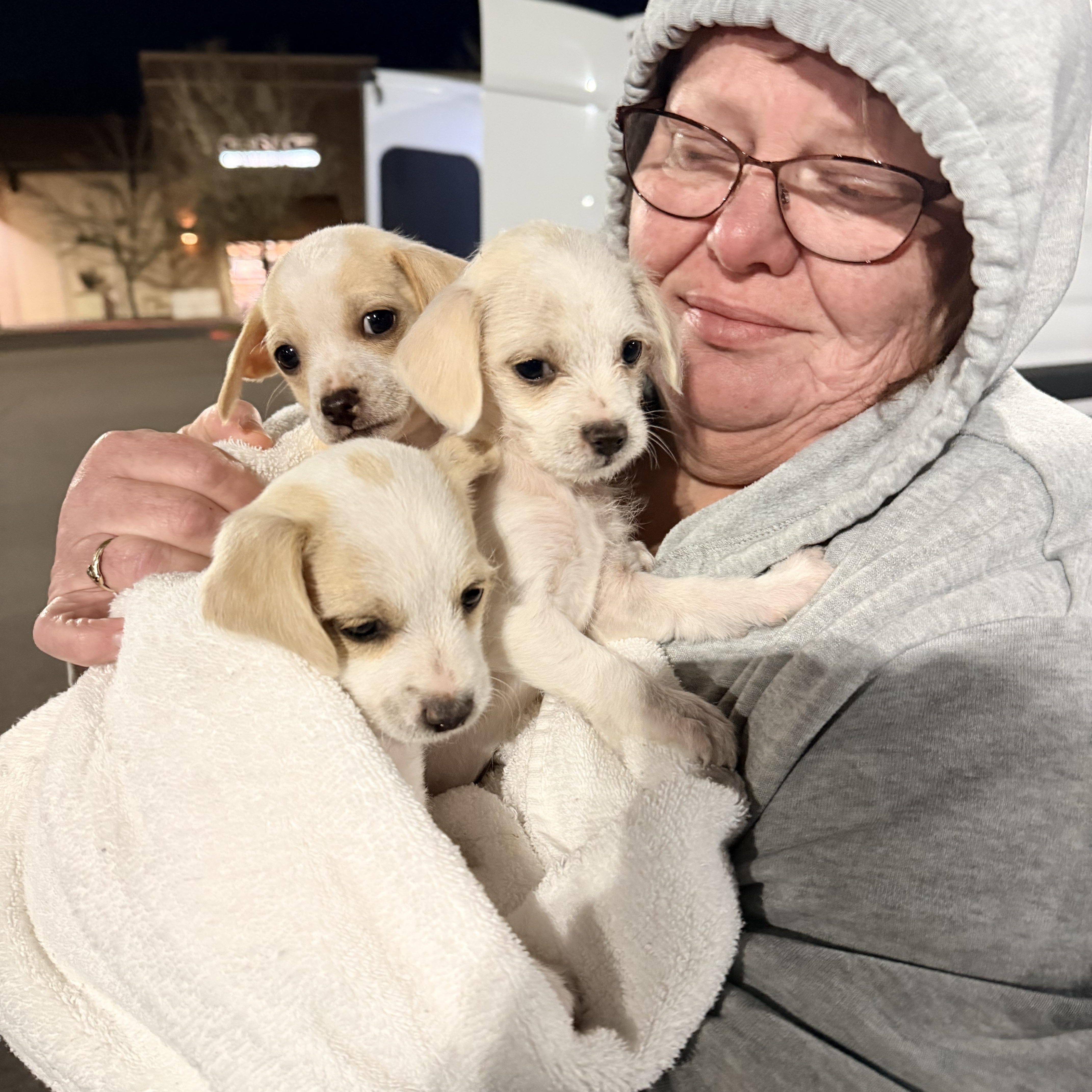 Sonnet, a ADOPTABLE mixed breed in Beavercreek, OR image 5/6