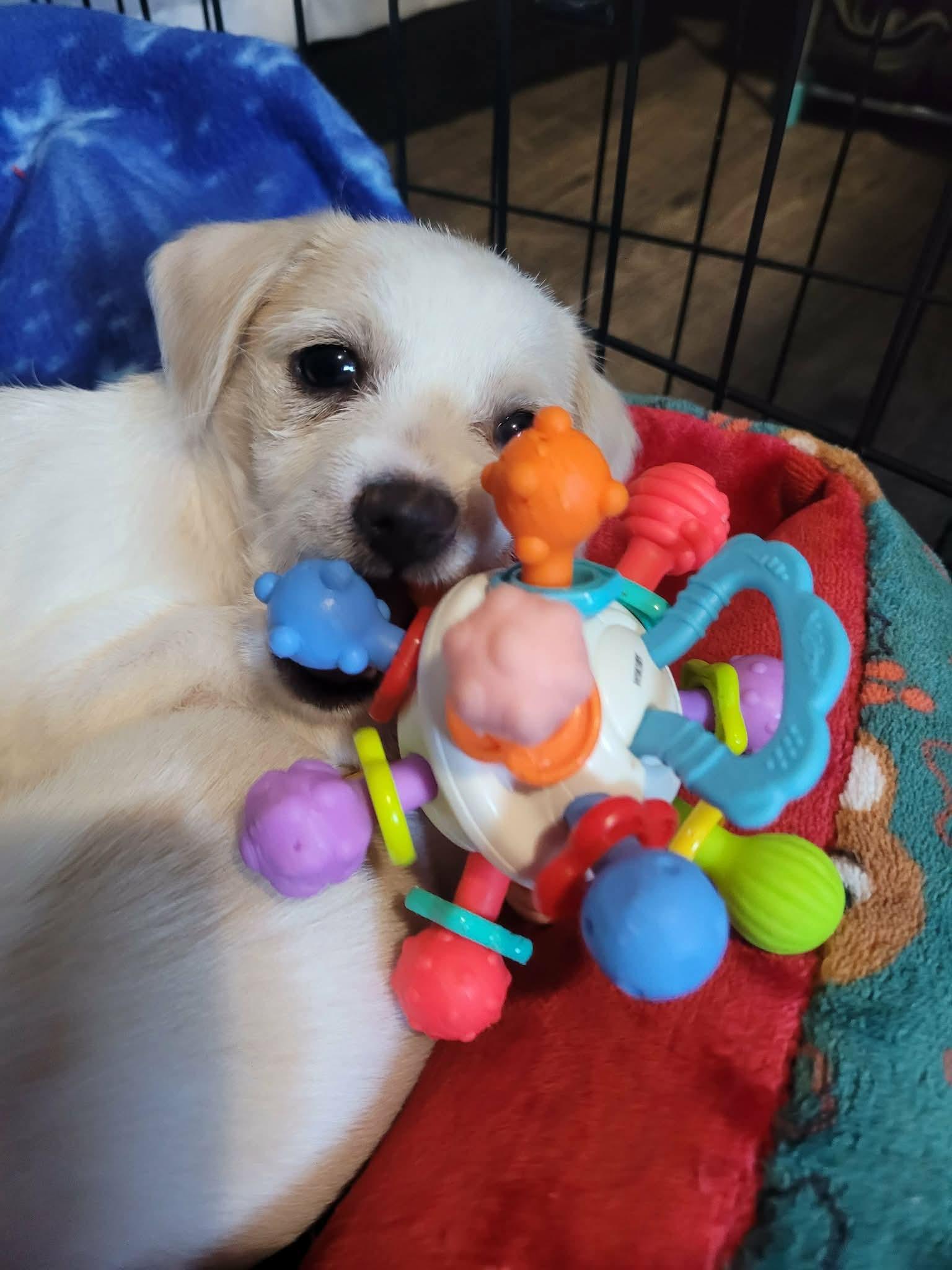 Sonnet, a ADOPTABLE mixed breed in Beavercreek, OR image 4/6