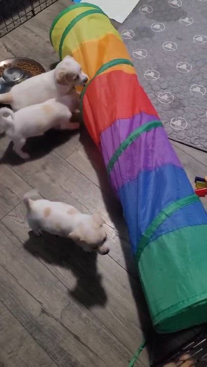 Enlarge Sonnet, a ADOPTABLE mixed breed in Beavercreek, OR video 6/6