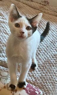 Enlarge LUCA & PIXIE - Friendly, social pair, a Adopted Domestic Short Hair in Hillsboro, OR image 1/3