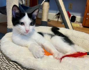 Enlarge LUCA & PIXIE - Friendly, social pair, a Adopted Domestic Short Hair in Hillsboro, OR image 2/3