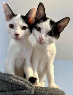 Enlarge LUCA & PIXIE - Friendly, social pair, a Adopted Domestic Short Hair in Hillsboro, OR image 3/3