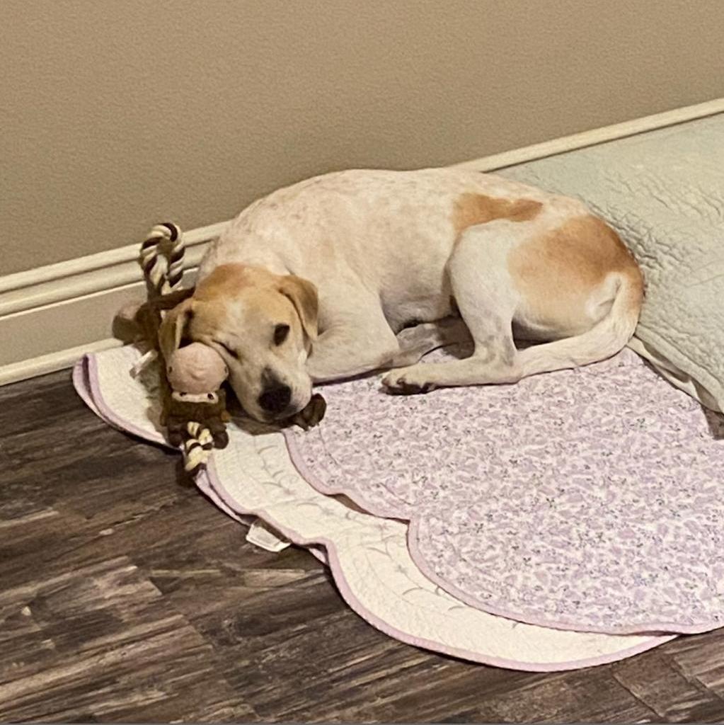 Missy, a Adoptable mixed breed in Natchitoches, LA image 2/6