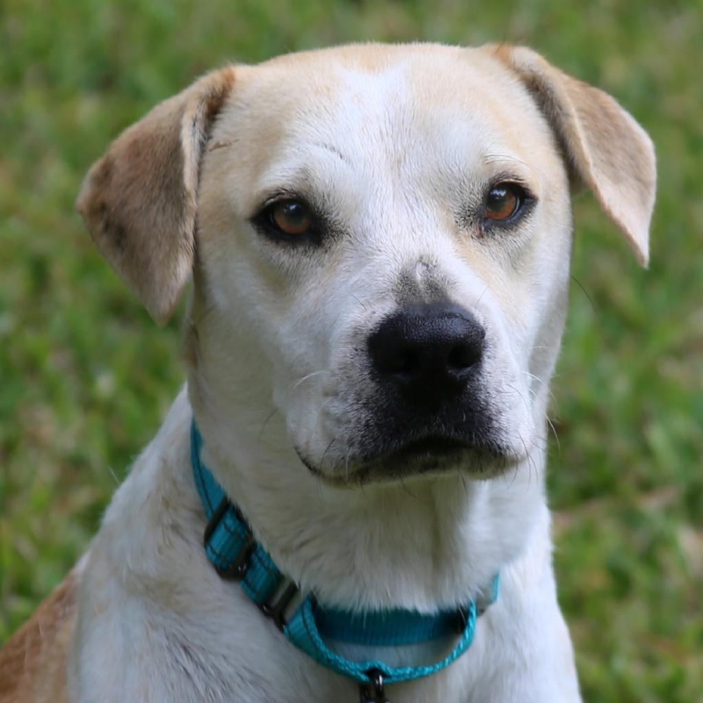 Missy, a Adoptable mixed breed in Natchitoches, LA image 2/6