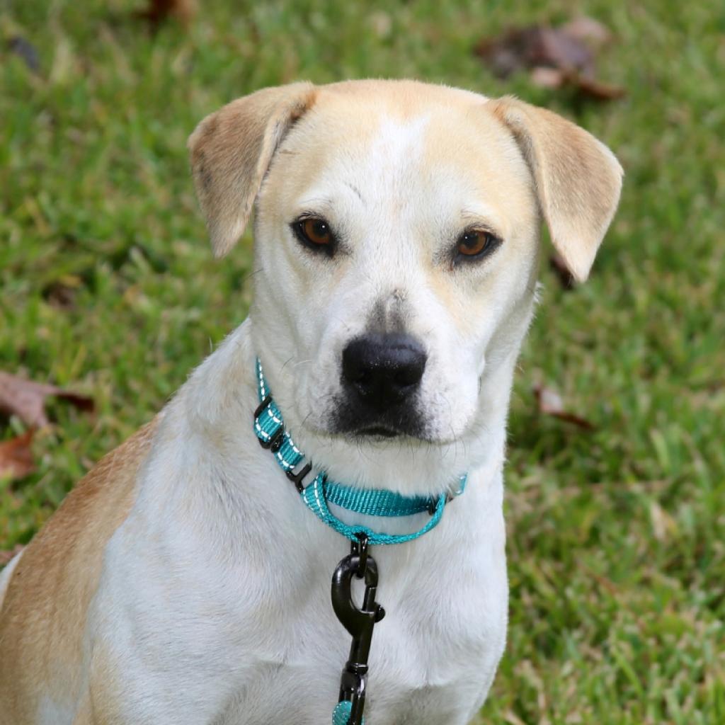 Missy, a Adoptable mixed breed in Natchitoches, LA image 6/6