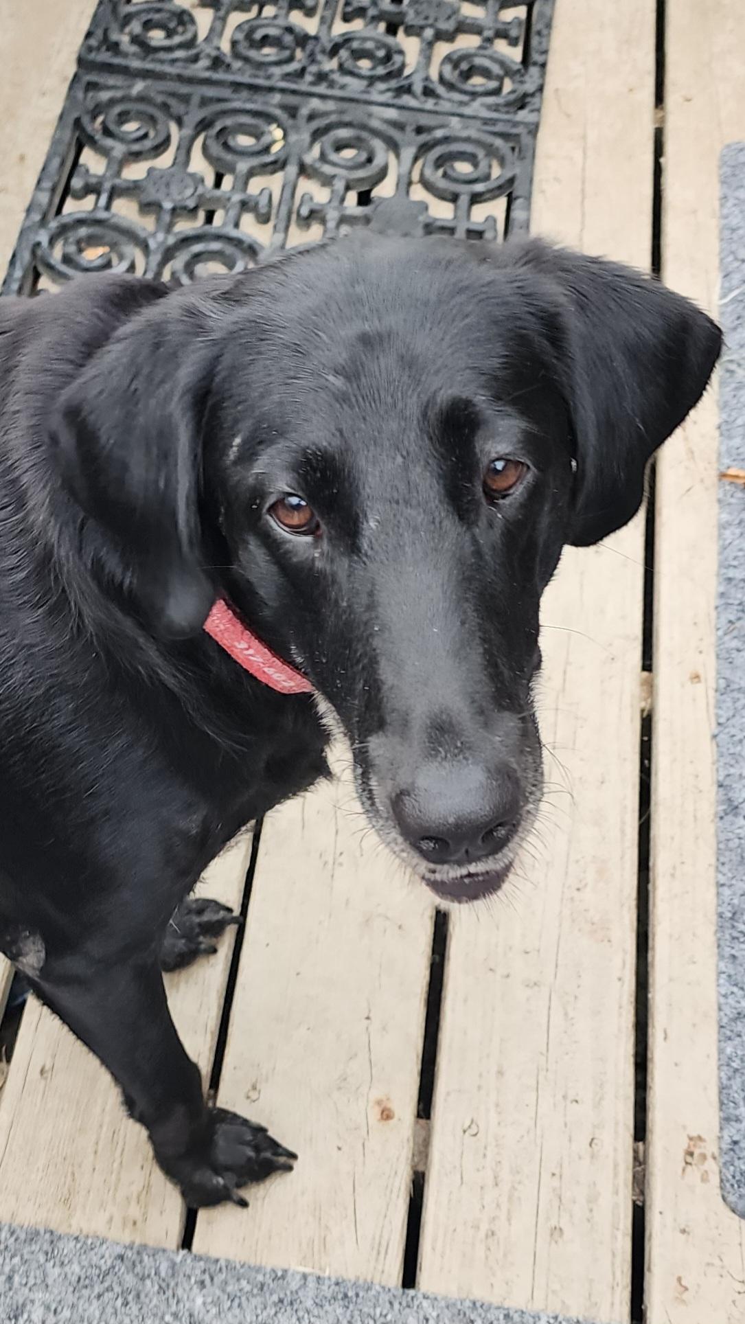 Delilah, a Adoptable Labrador Retriever in Indianapolis, IN image 2/4
