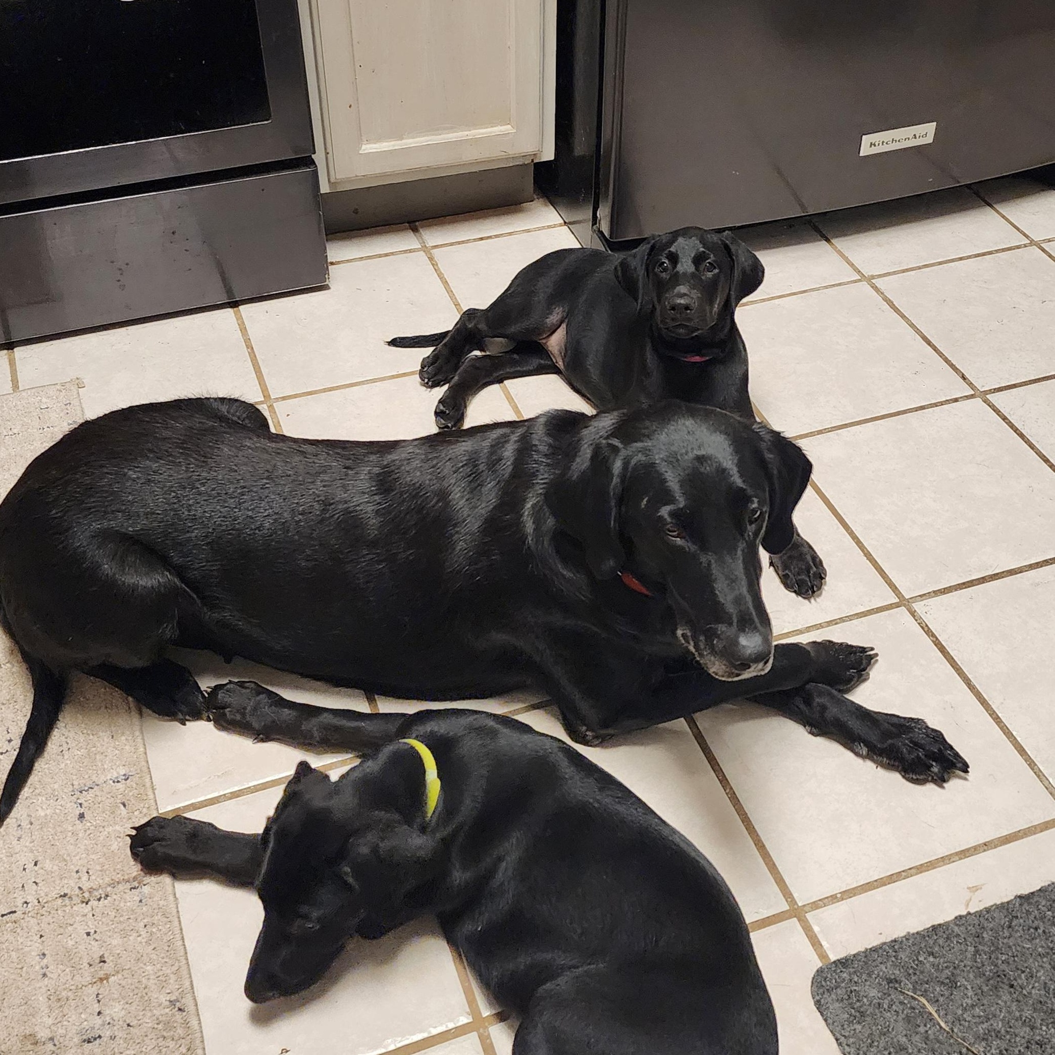 Delilah, a Adoptable Labrador Retriever in Indianapolis, IN image 3/4