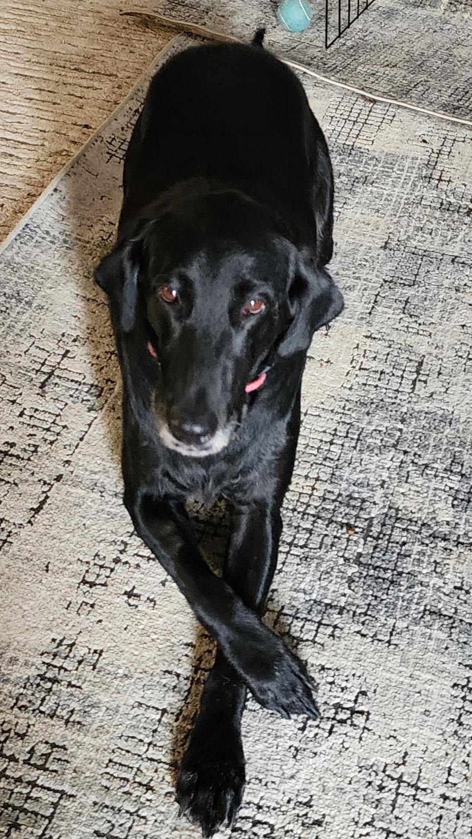 Delilah, Adoptable, Adult Female Labrador Retriever.