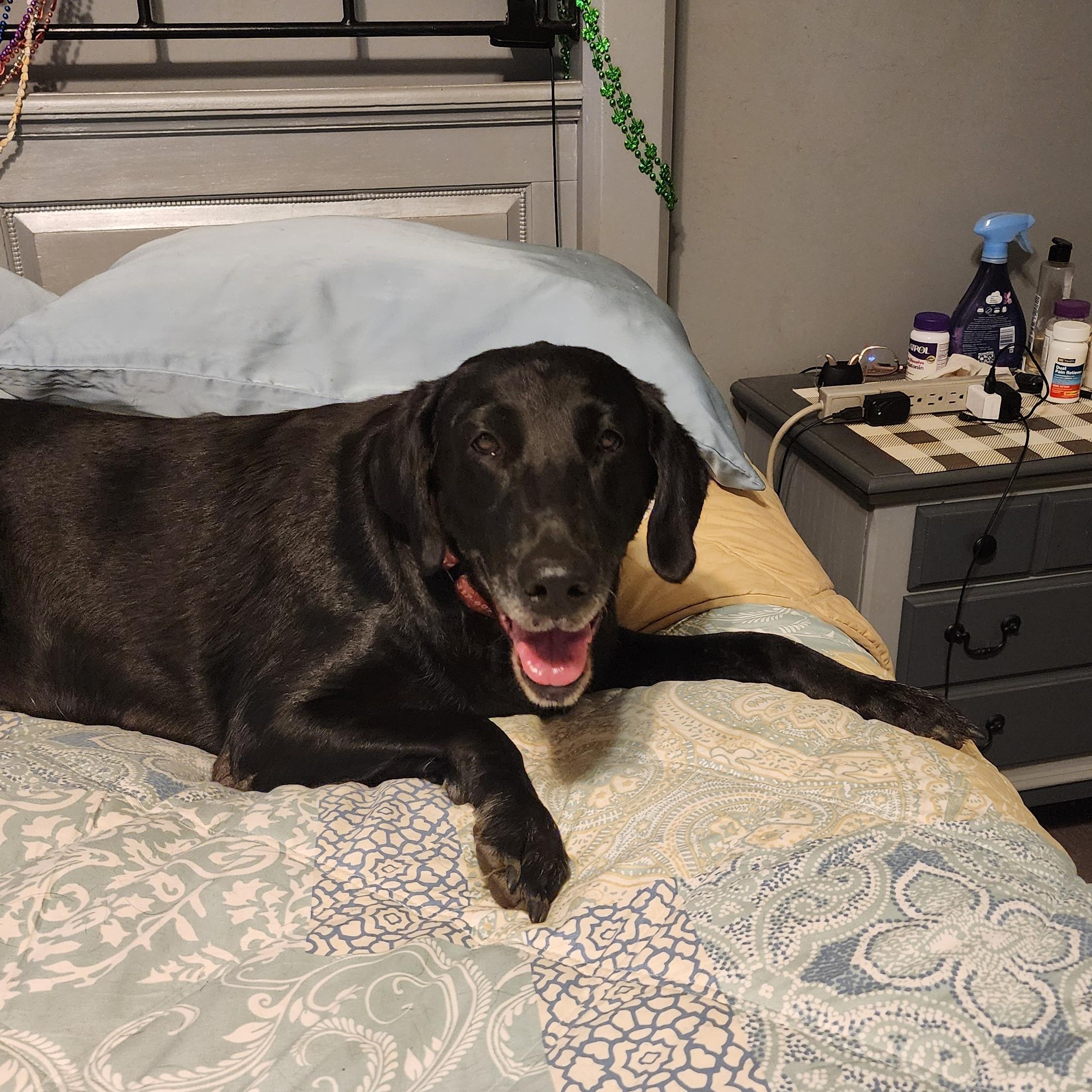 Delilah, a Adoptable Labrador Retriever in Indianapolis, IN image 4/4