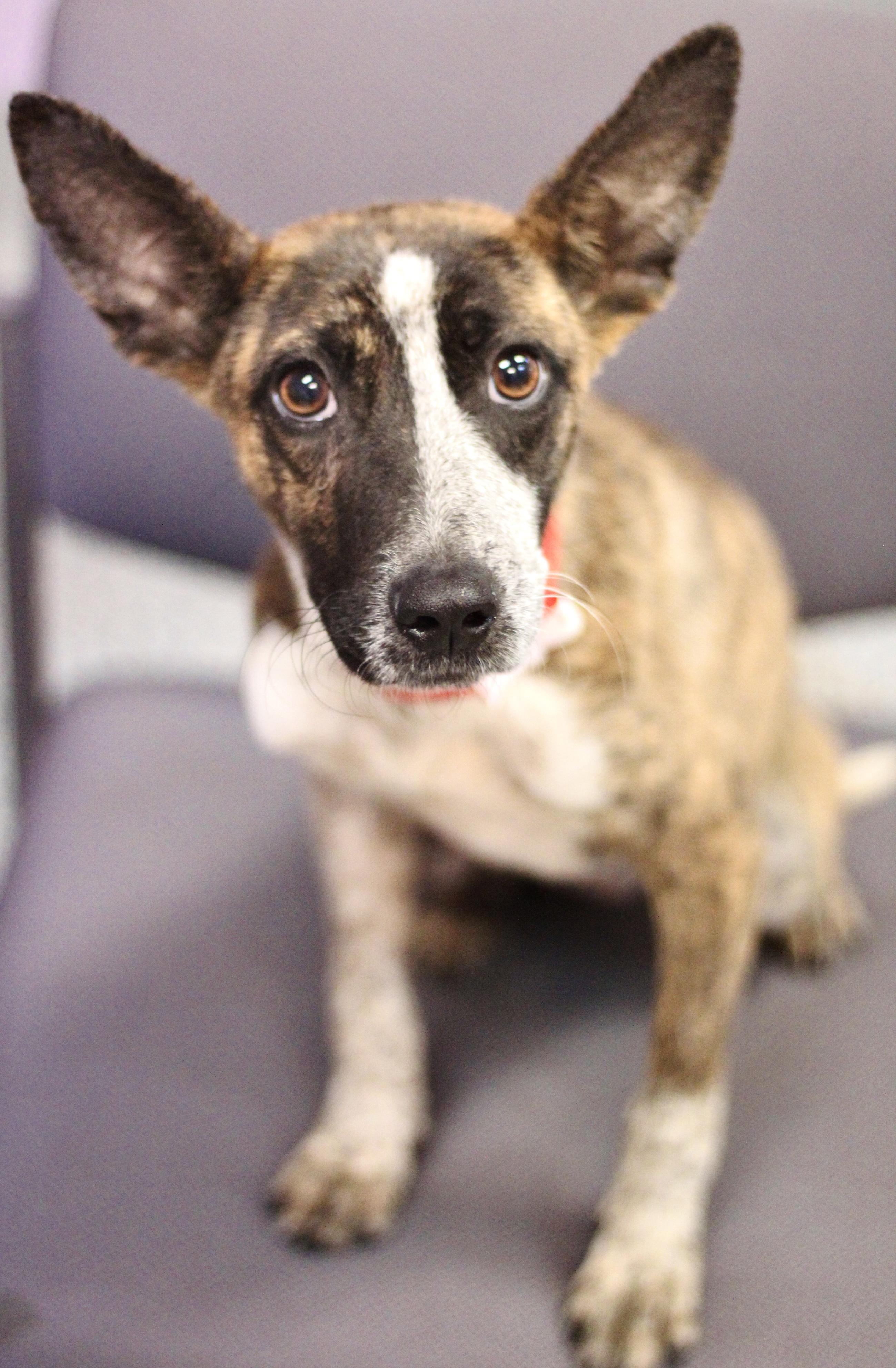 Canoli in NH! Come Meet our Adoptable Dogs Wednesday-Saturday. More info in Bio!