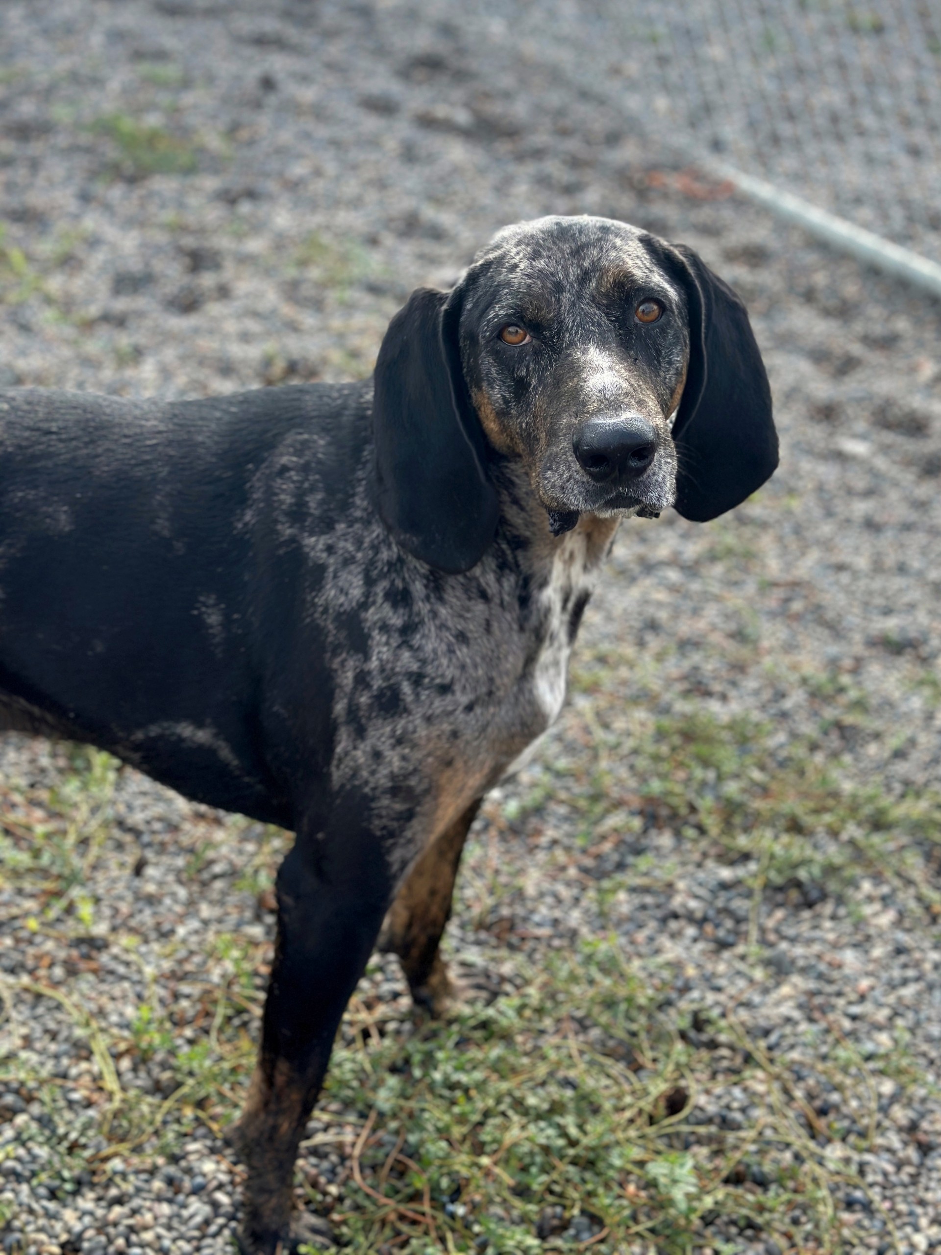 Dog for adoption Remmy, a Catahoula Leopard Dog & Hound Mix in