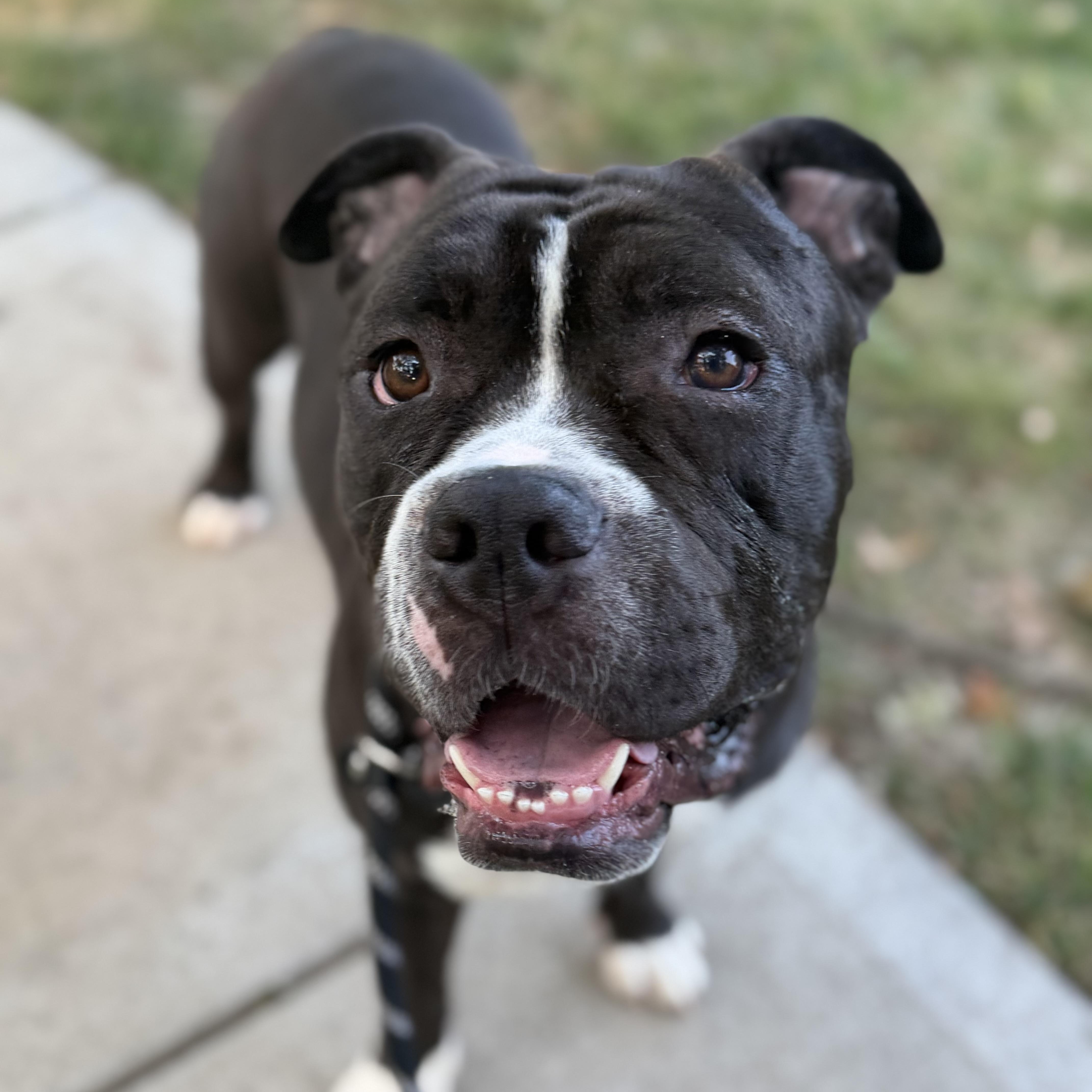 Puck, Adoptable, Adult Male Pit Bull Terrier.