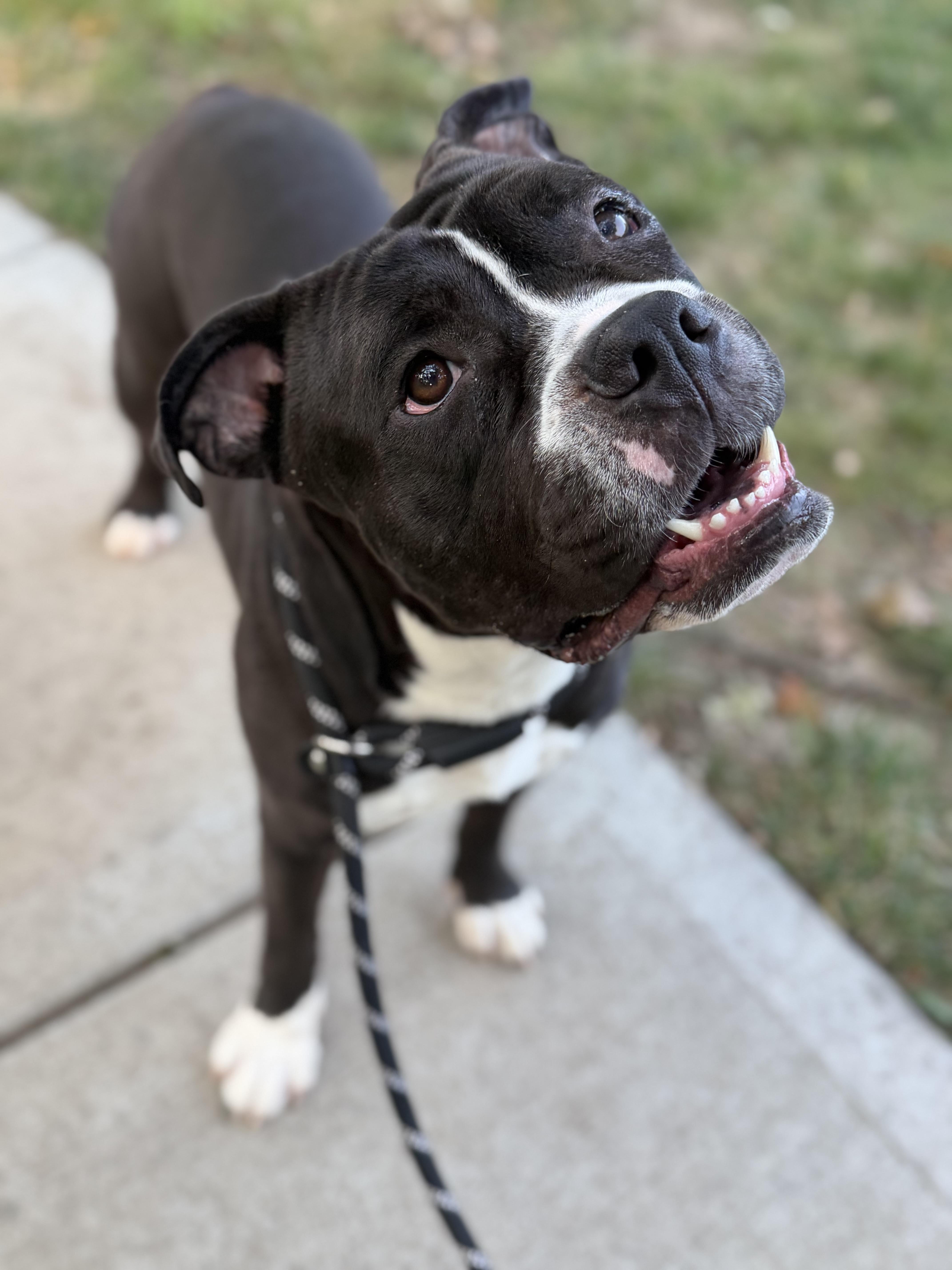 Enlarge Puck, a Adoptable Pit Bull Terrier in Raytown, MO image 6/6