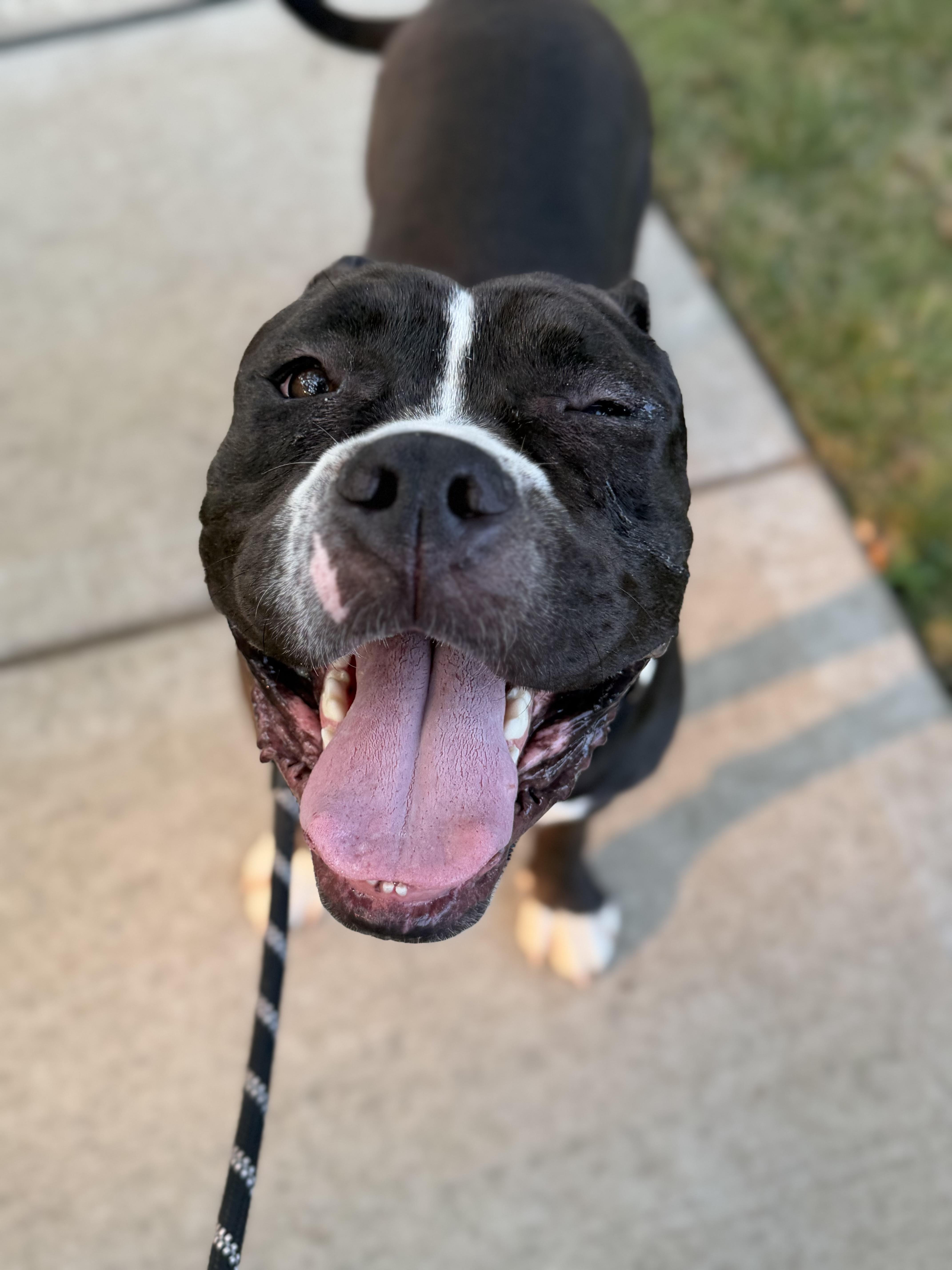 Enlarge Puck, a Adoptable Pit Bull Terrier in Raytown, MO image 5/6