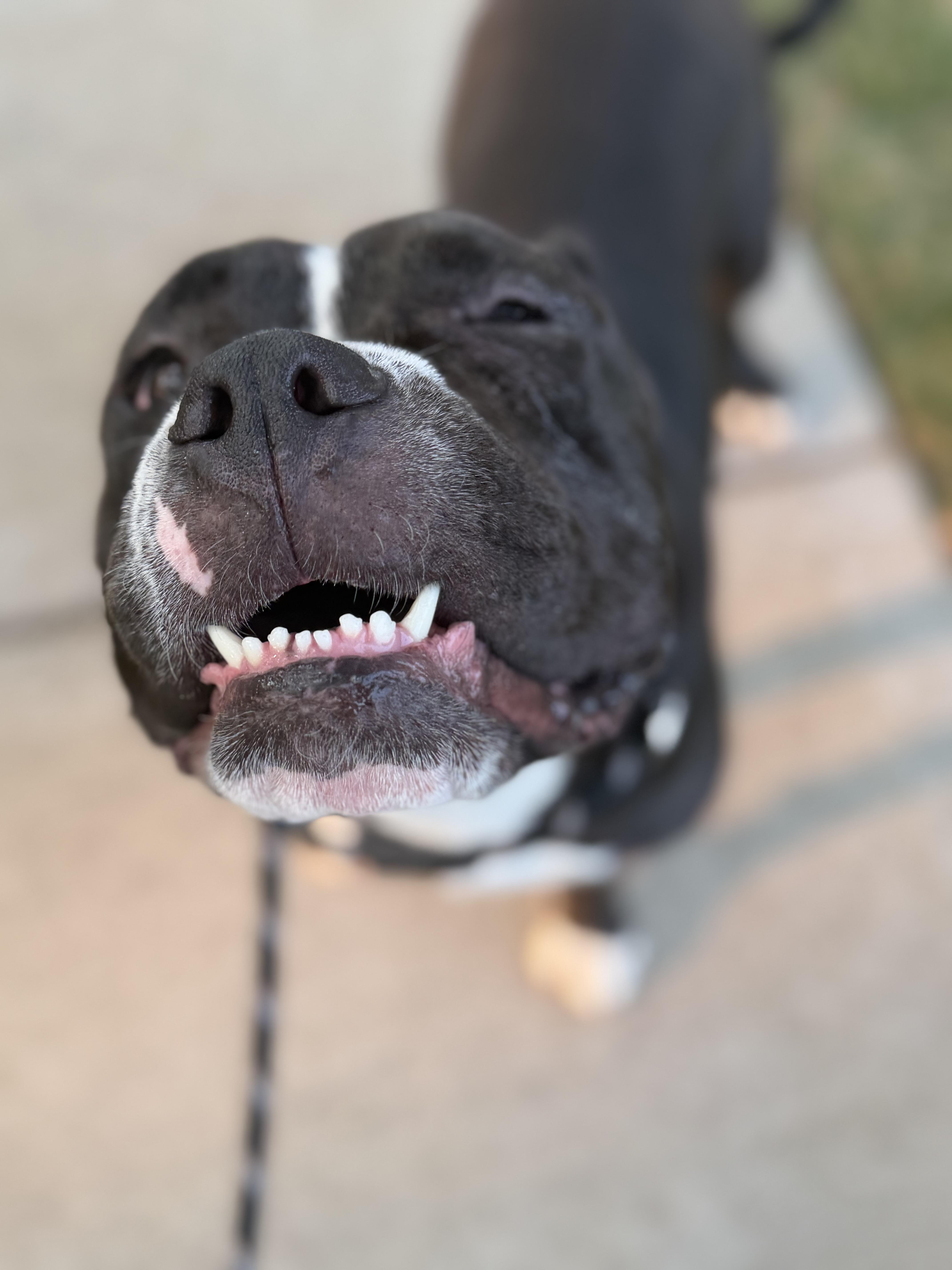 Enlarge Puck, a Adoptable Pit Bull Terrier in Raytown, MO image 3/6