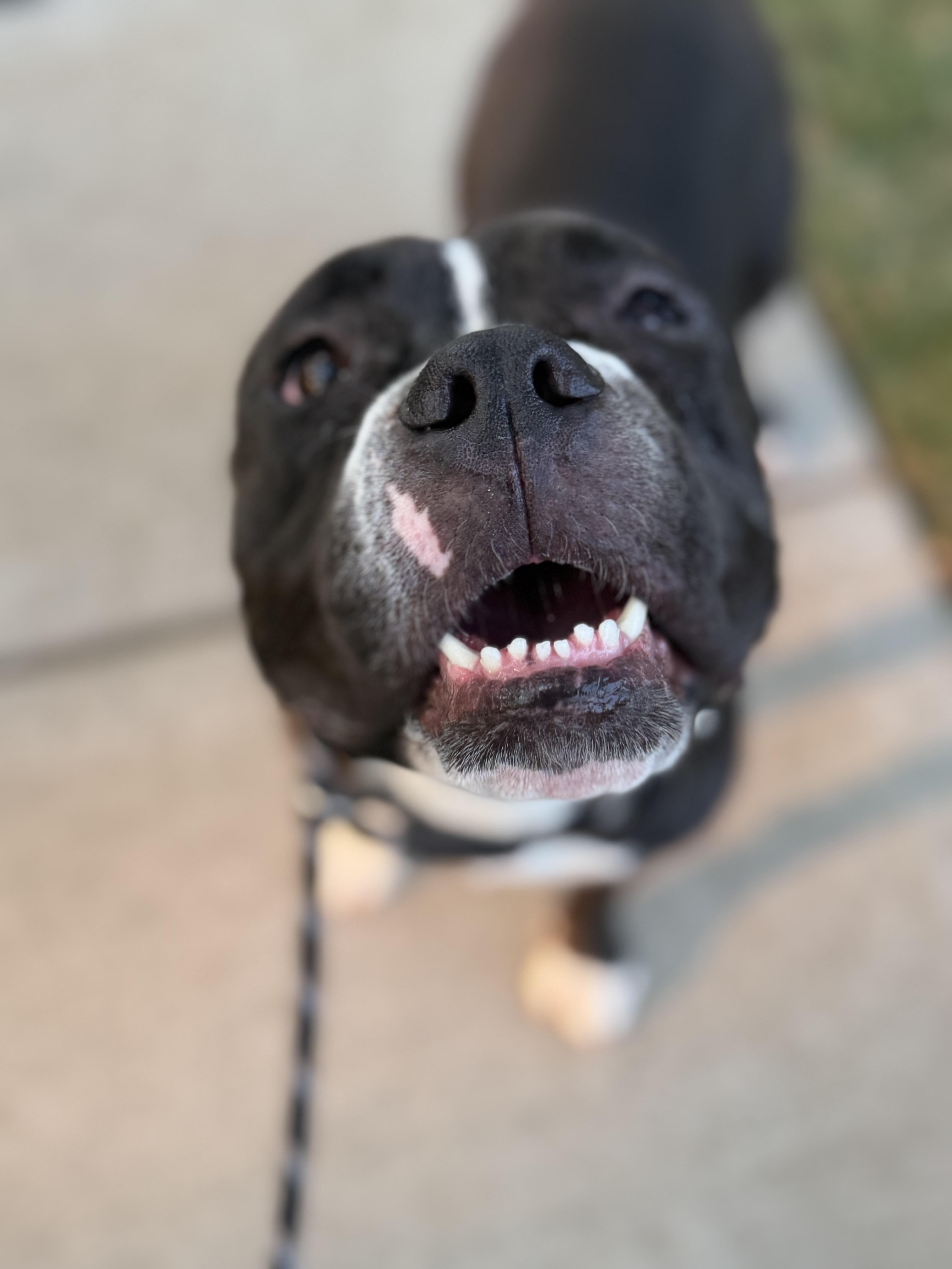 Enlarge Puck, a Adoptable Pit Bull Terrier in Raytown, MO image 4/6