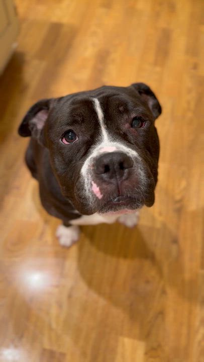 Enlarge Puck, a Adoptable Pit Bull Terrier in Raytown, MO video 2/6