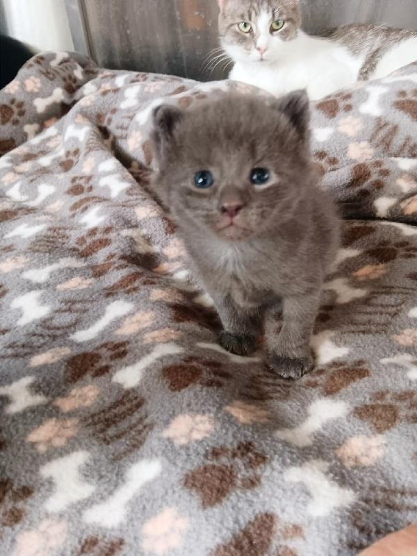 TIRA, Adoptable, Kitten Female Domestic Short Hair.