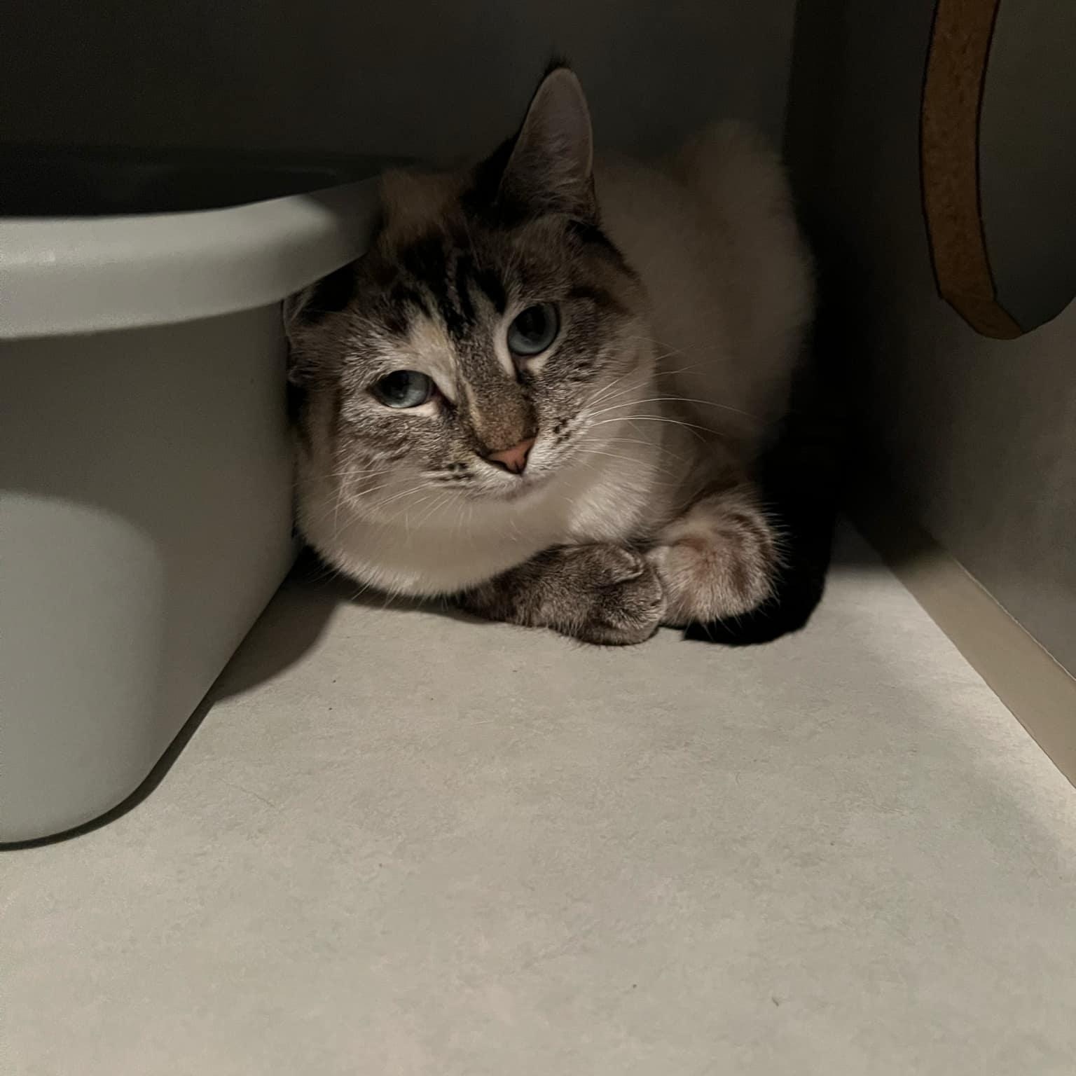 Enlarge Precious and Mozzarella , a ADOPTABLE Domestic Short Hair in Quincy, IL image 3/3