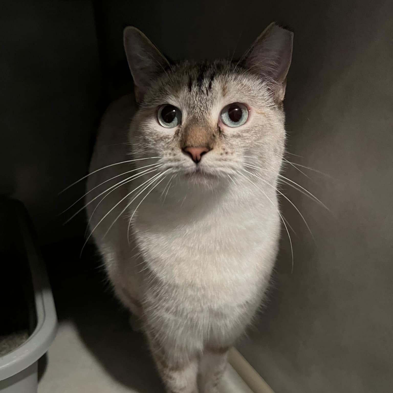 Enlarge Precious and Mozzarella , a ADOPTABLE Domestic Short Hair in Quincy, IL image 2/3