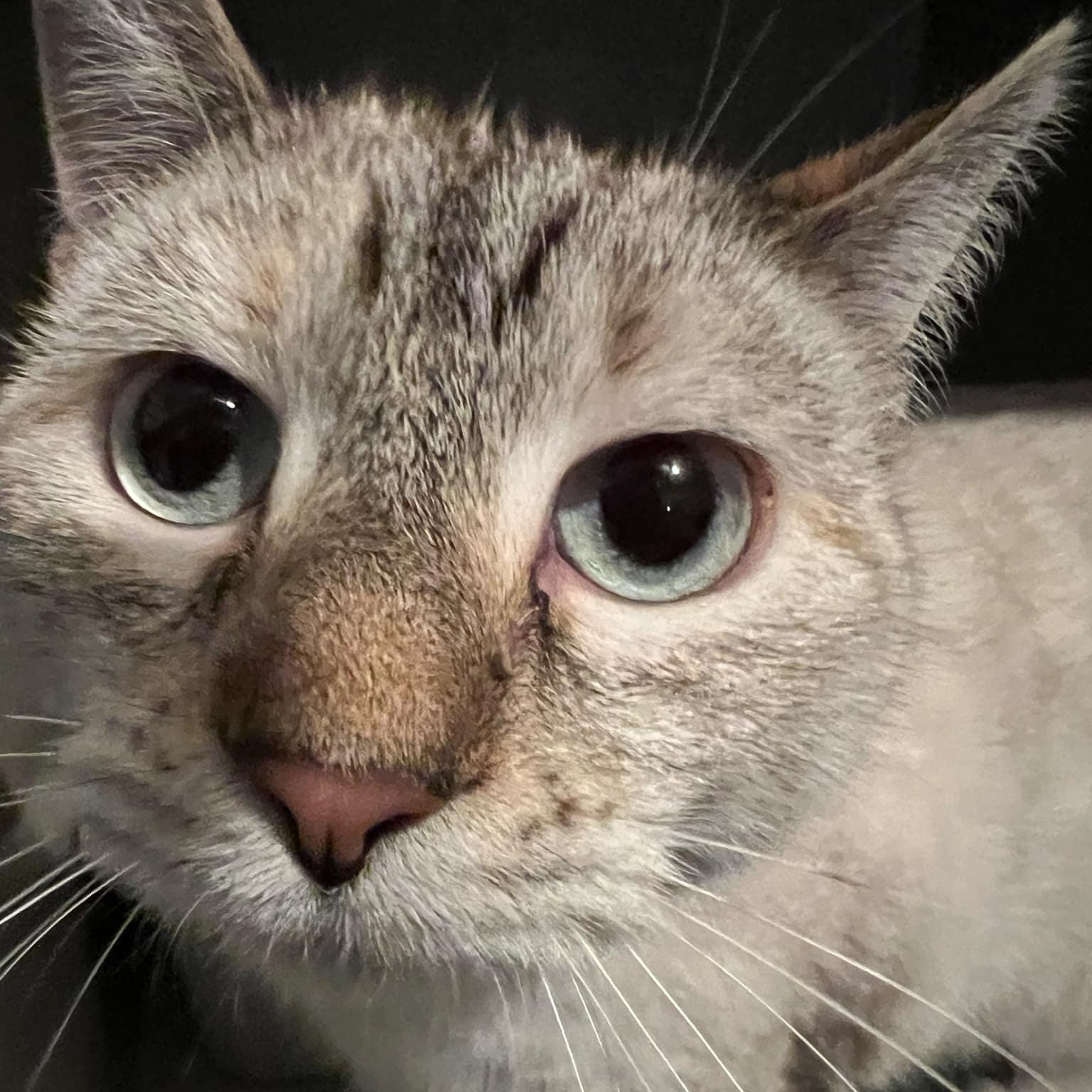 Enlarge Precious and Mozzarella , a ADOPTABLE Domestic Short Hair in Quincy, IL image 1/3