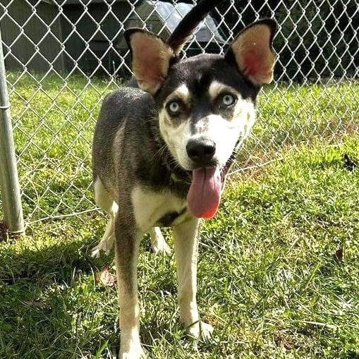 Scarlett - Adopted - Congrats Cerenzo family, Adopted, Young Female Siberian Husky.
