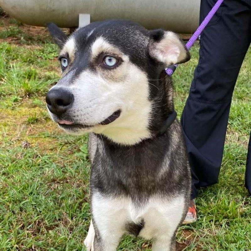Scarlett - Adopted - Congrats Cerenzo family, a Adopted Siberian Husky in Millersville, MD image 3/3