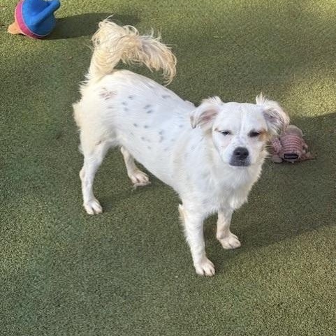 AYLESBURY, Adoptable, Young Female Terrier & Poodle.