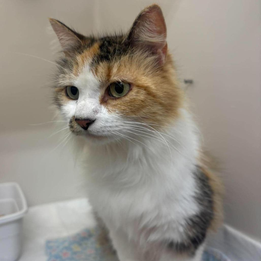 Tabitha, Adoptable, Adult Female Domestic Medium Hair.