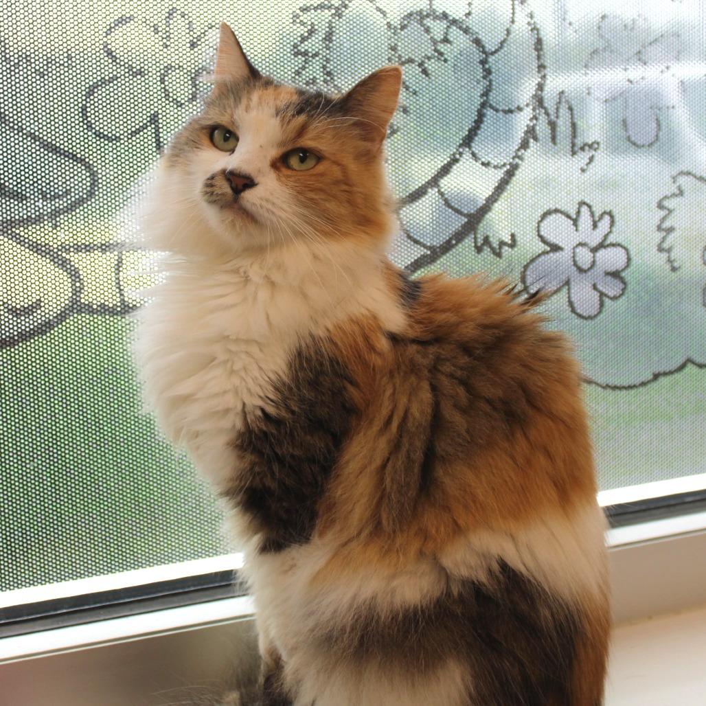 Tabitha, a Adoptable Domestic Medium Hair in Rocky Mount, VA image 2/2