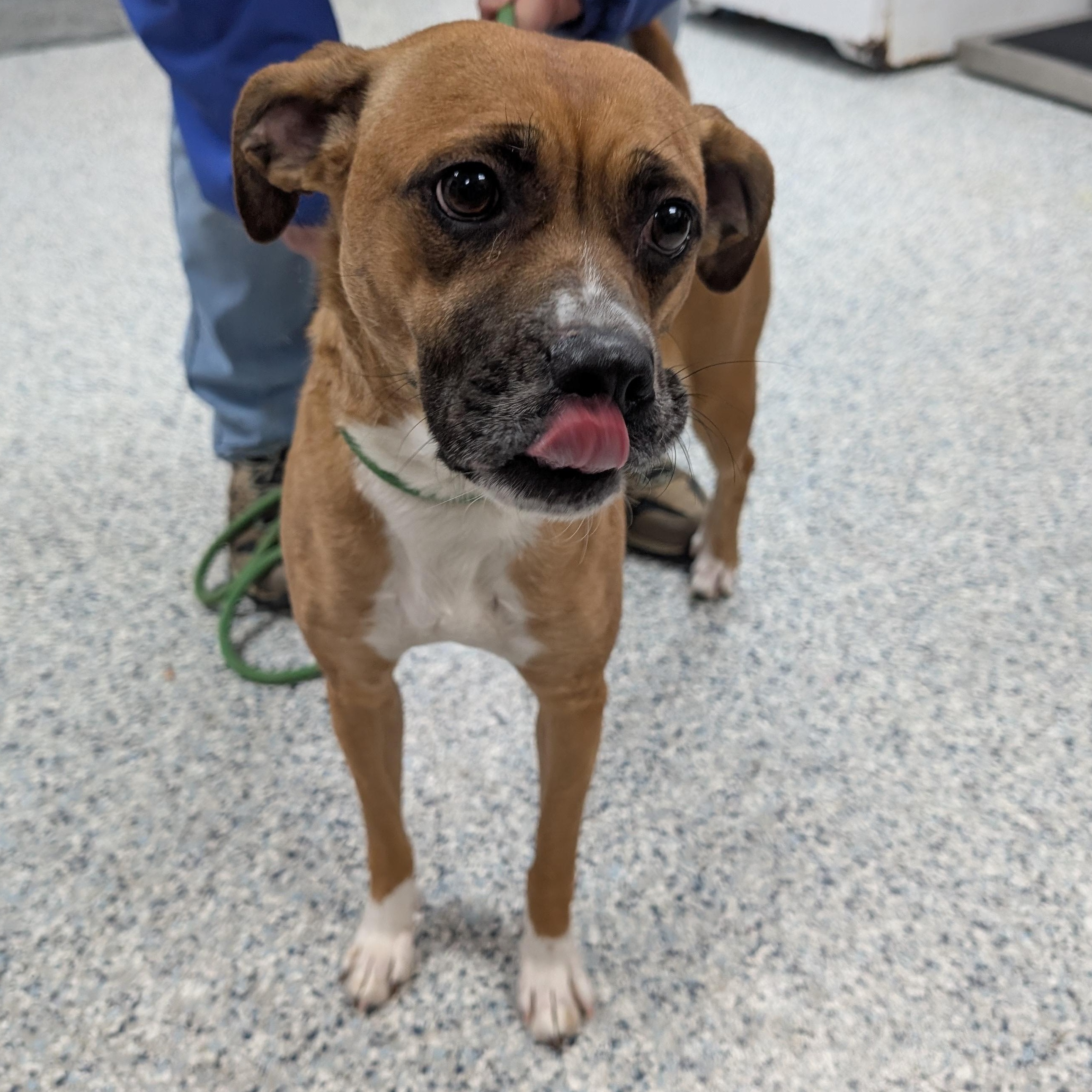 187969 Sandy LOOKING FOR OWNER, adopted, Adult Female Boxer & Terrier.