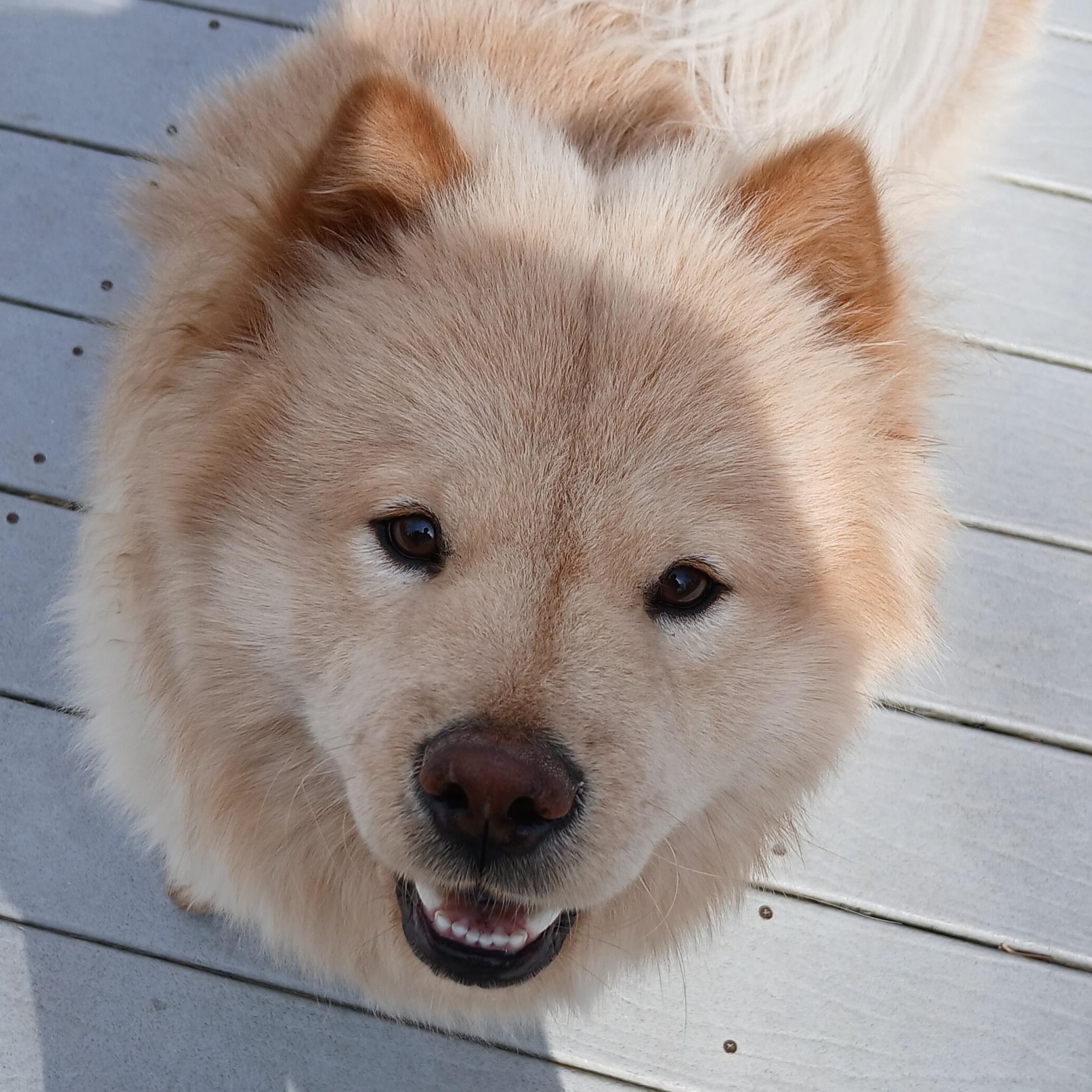 Enlarge Tater (Super Sweet and Gentle), a ADOPTABLE Chow Chow in Newfoundland, PA image 2/4