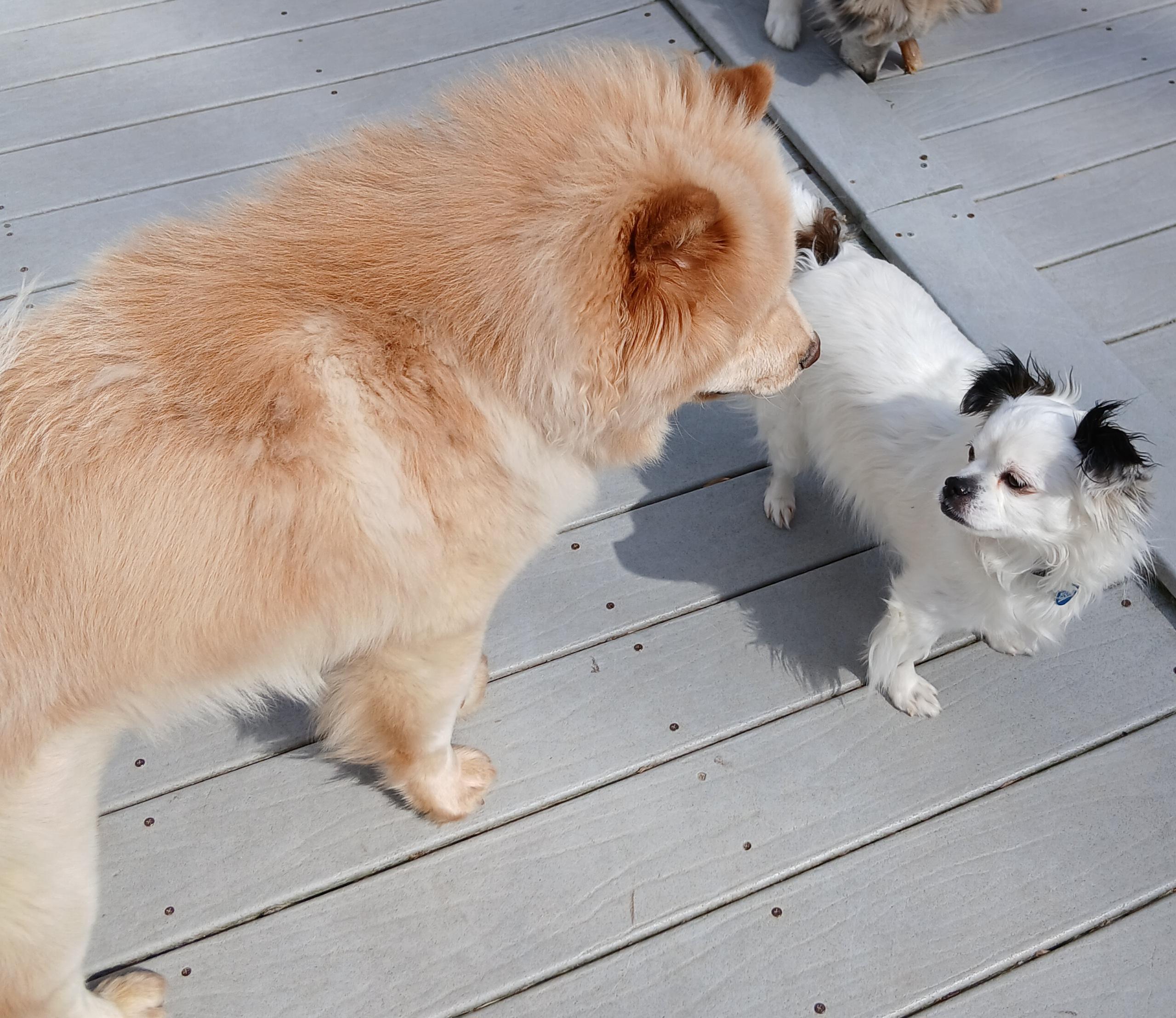 Enlarge Tater (Super Sweet and Gentle), a ADOPTABLE Chow Chow in Newfoundland, PA image 4/4