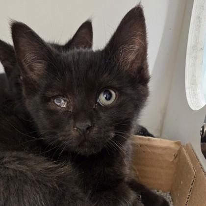 Enlarge Baby Spice, a Adoptable mixed breed in Voorhees, NJ image 1/1