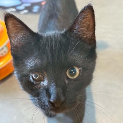Baby Spice, a Adoptable mixed breed in Voorhees, NJ image 2/2