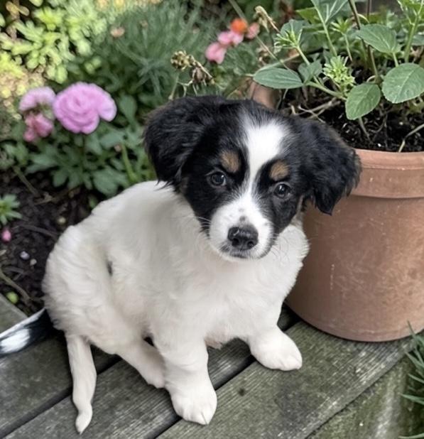 Cody, ADOPTABLE, Puppy Male Chihuahua & Jack Russell Terrier.