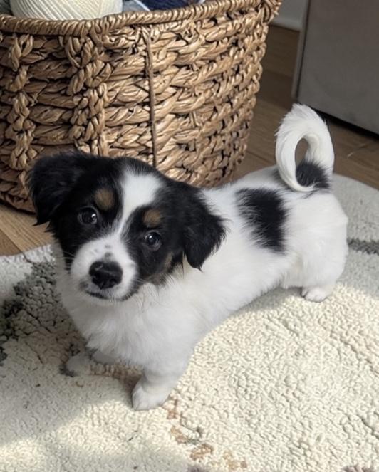 Enlarge Cody, a ADOPTABLE mixed breed in Los Angeles, CA image 2/2