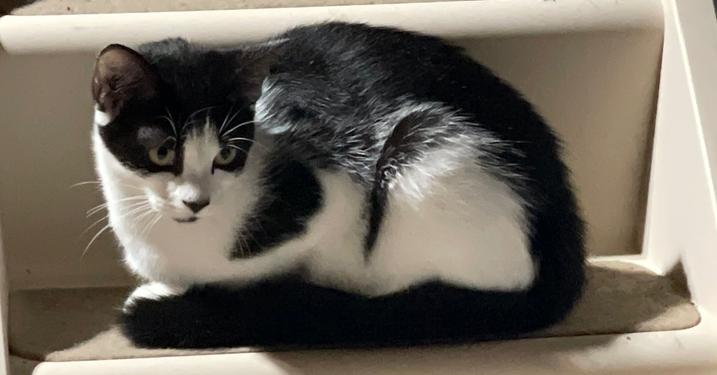 Trixie, Adoptable, Kitten Female Domestic Short Hair.