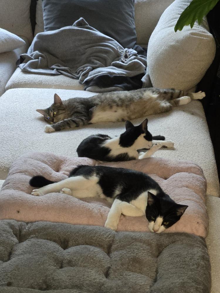 Enlarge Trixie, a Adoptable mixed breed in Olyphant, PA image 2/6