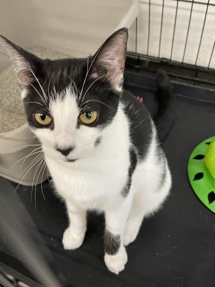 Enlarge Trixie, a Adoptable mixed breed in Olyphant, PA image 3/6